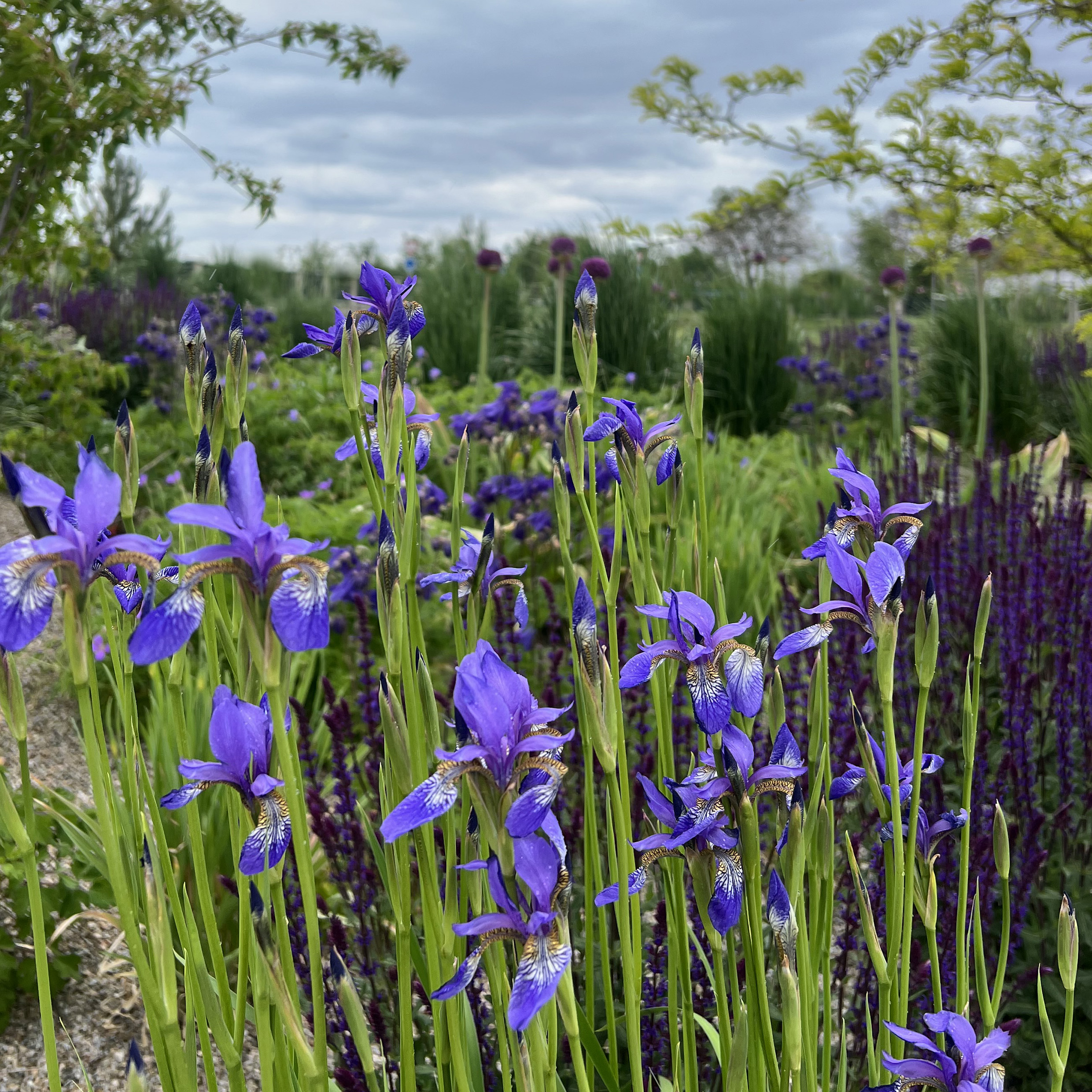 Jaro v zahradě – kosatce, šalvěje, dřezovec